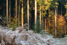 Kälte eines frischen Novembermorgens
