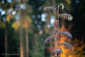 Morgentau