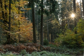 Sonnenstern im Teutoburger Wald