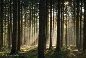 mystischer Teutoburger Wald