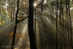 Lichtspots