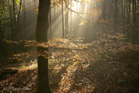 Sonnenstrahlen
