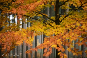 Herbstgold