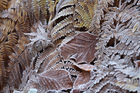 Väterchen Frost