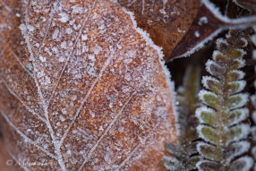Eiskristalle