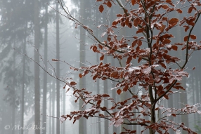 Nebelwald