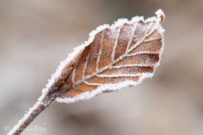 bereiftes Buchenblatt