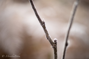 ein Hauch von Winter