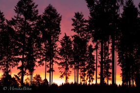 Morgenrot im Teutoburger Wald