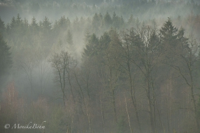 im Dunst des Nebels