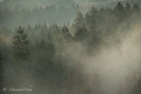 Morgennebel