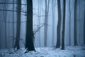 Nebel-Mystik