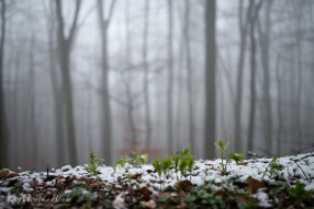 Frühling in Sicht